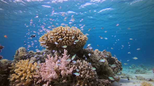 Blue-Green Fish and Tropical Blue Water