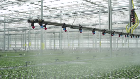 Hydroponic Greenhouse View of Watering Plants with Using Modern Technology on Farm Spbd