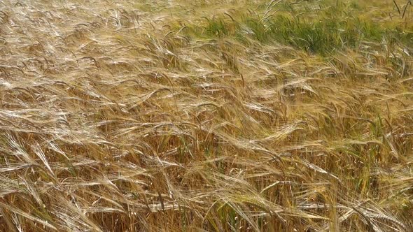 barley ears video, barley farming and barley harvest time, barley farming in continental climate,