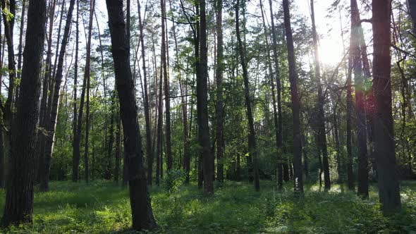 Trees in the Forest By Summer Day