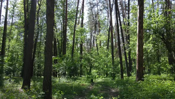 Beautiful Green Forest on a Summer Day Slow Motion