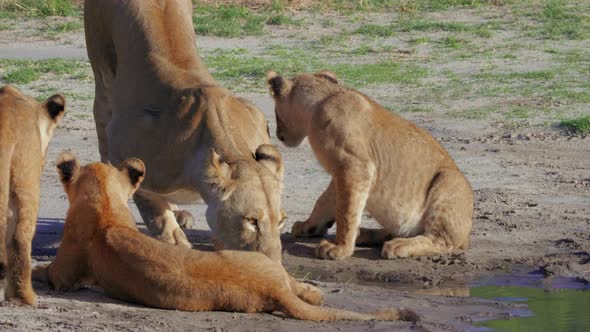 Lioness And Cubs Drinking On The Waterhole In Savuti, Botswana, Africa. - close up shot