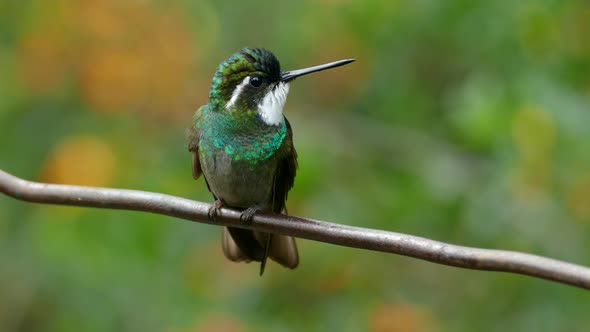 Tropical bird sitting on a branch in a rainforest. Closeup view of a Green Thorntail sitting on a br