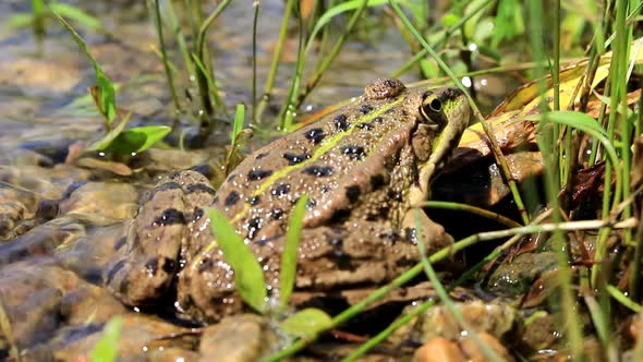 The Waves Of The River Bathe The Frog