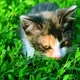 Colorful Kitten in Green Grass. - VideoHive Item for Sale