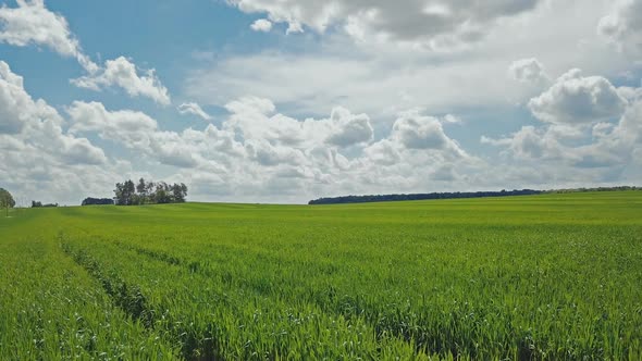 Landscape green wheat field. Scene summer farming field.