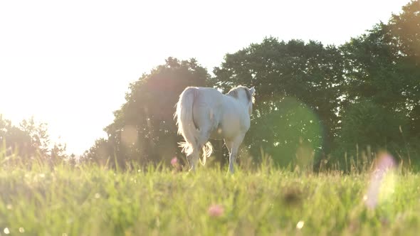Beautiful White Horse Walks on a Green Meadow at Sunset