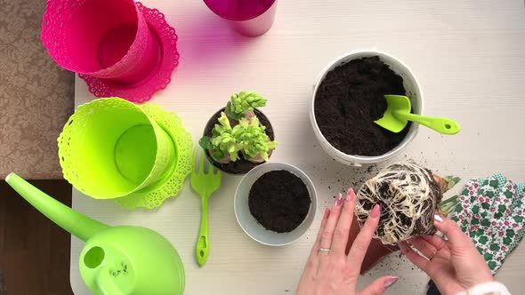 The Woman Transplants The Primroses Into A New Pot. Daffodil And Hyacinth Bulbs With Buds