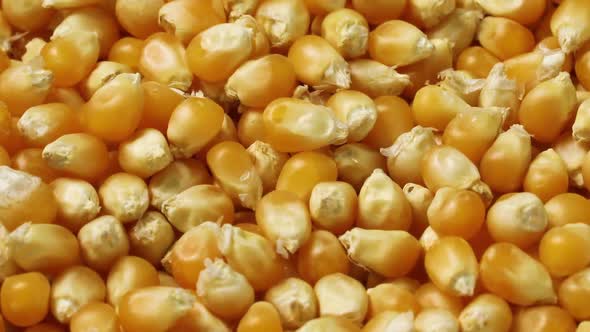 Dried raw orange corn kernels full frame close up
