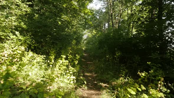 Forest POV walking by the day slow motion footage