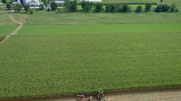 Aerial Side View of Amish Harvesting There Corn Using Six Horses and Three Men as Done Years Ago