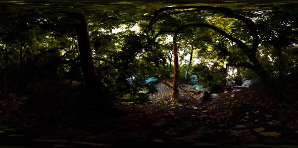 VR360 View of Tropical Jungle Forest