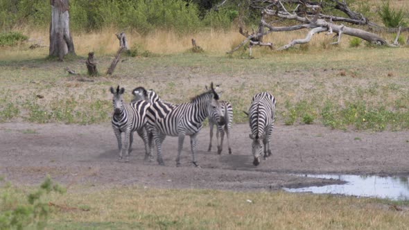Herd of zebras around a waterhole 