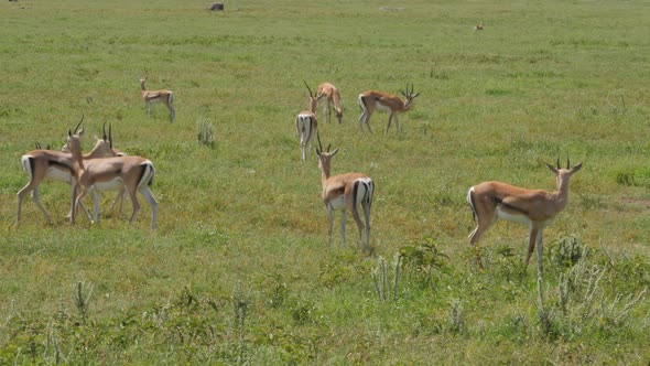 Gazelles eating grass in Serengeti National Park, Tanzania