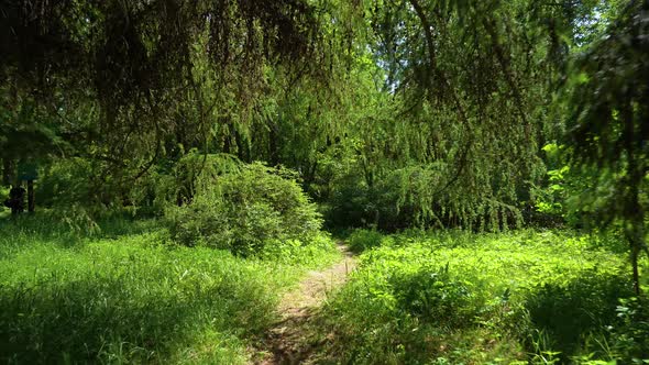 Green trees in the forest