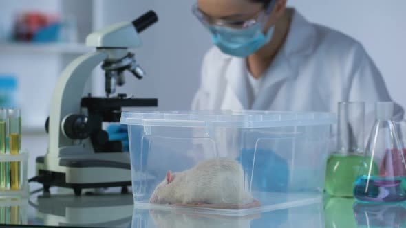 Biology Specialist Looking Through Microscope, Test Rat in Plastic Box on Table