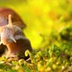 A Snail Creeps on Moss - VideoHive Item for Sale