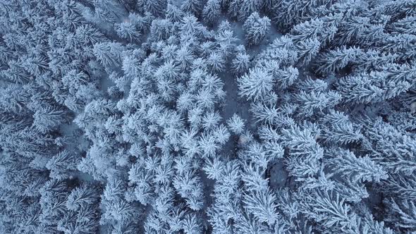 arial view of a typical winter forest snowing