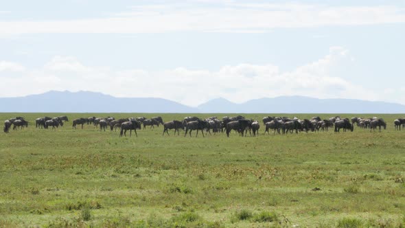 Huge amount of Wildebeests during migration in Serengeti national park Tanzania