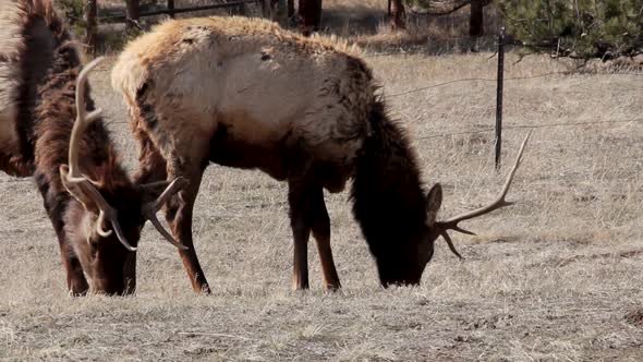 A bull elk grazes in a park in early spring while molting.  He has not yet lost his antlers.  Footag