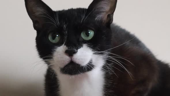 Close Up On Tuxedo Cat Face Looking To Distance - close up