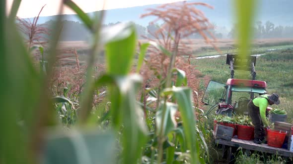 Dolly reveal shot moving to the right of a tractor with flatbed and farmer arranging corn on it.