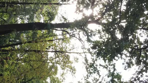 Aerial View of Green Forest in Summer