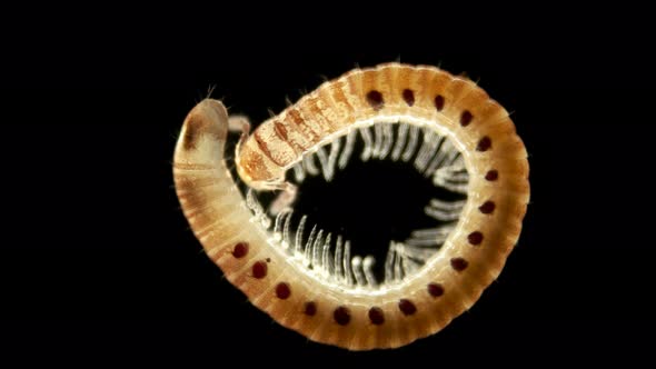 Diplopoda Millipede Under the Microscope