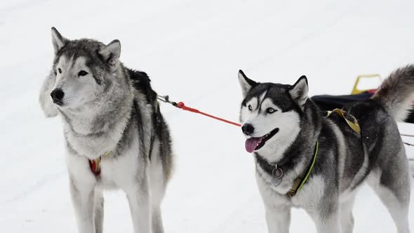 Husky sledding sport dogs