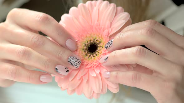 Female Hands Holding Gerbera Flower