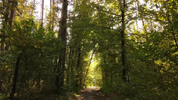 Forest with Trees in the Fall During the Day