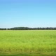 Moving along a green agricultural field and trees on the background - VideoHive Item for Sale