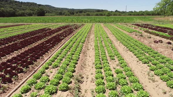 Aerial view of lettuce agriculture in Correze, France.