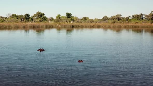 Hippo Swimming, Then Ducking Underwater in a River, Okavango Delta, Botswana, Africa. Aerial  View o