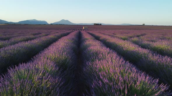 Plateau de Valensole lavender field and house at sunset in Haute Alpes Provence Cote d'Azur aerial v