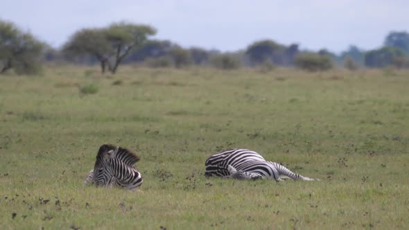 Herd of Zebras at Nxai Pan