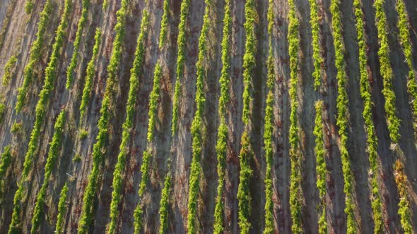 Aerial View of Vineyards Field Plantation on Sunset