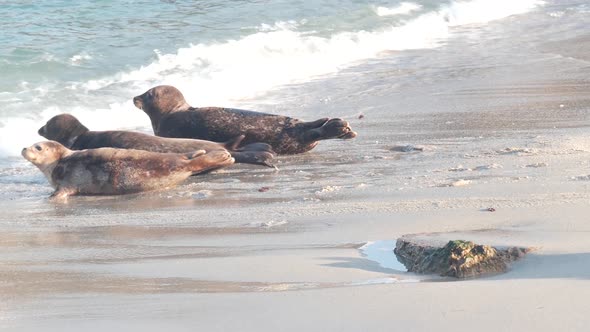 Wild Spotted Fur Seal Rookery Pacific Harbor Sea Lion Swimming California USA