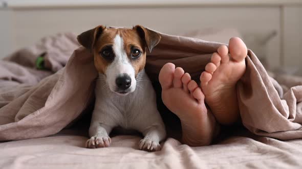 The Dog Lies with the Owner on the Bed and Looks Out From Under the Blanket