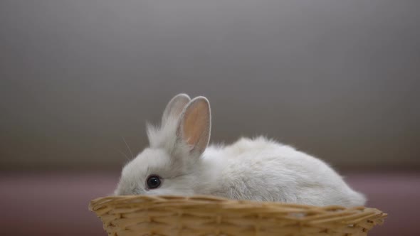 Adorable White Bunny Eating in Basket, Animal Exhibition, Charity Fund for Pets