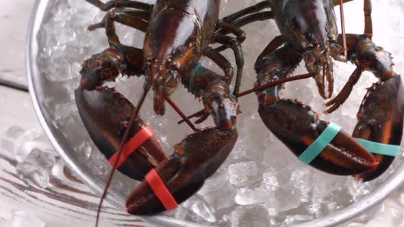 Lobsters Lying on Ice Cubes.