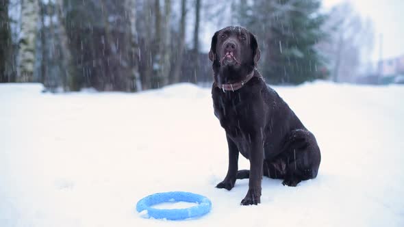 A brown labrador sits near a toy in snowy weather