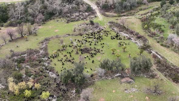 Herd of sheep in the mountains aerial view 4 K