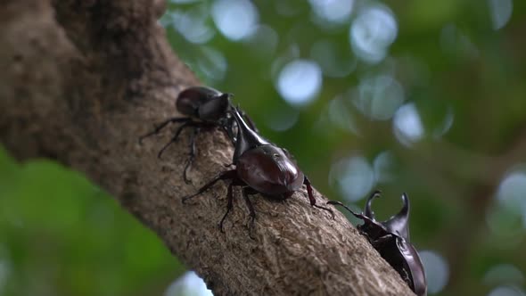 Close Up Of Siamese Rhinoceros Beetle Or Fighting Beetle On The Tree