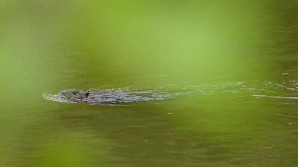 Beaver swims across the top of the river until diving below.