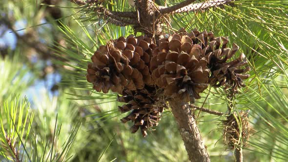 Pine Cone Tree