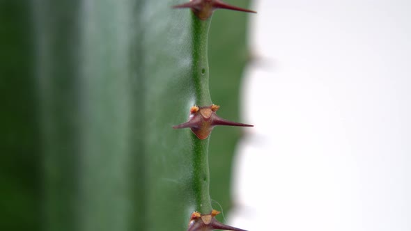 Spurge (Euphorbia) cactus thorns on green tropical houseplant spine. Sharp spikes close up