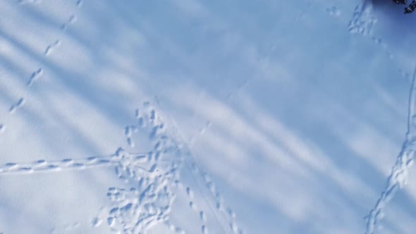 Aerial view of a drone flying over the winter park.