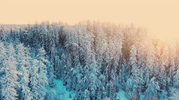 Wonderful Winter Forest with and Icy River at Sunset Light