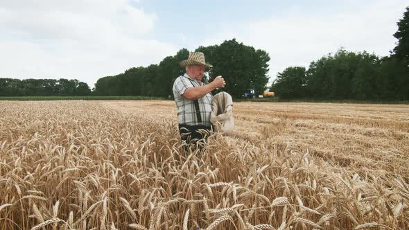 Mature Farmer Man Standing in a Wheat Field During Harvesting He Controls the Harvesting Process